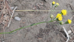 Senecio othonniflorus