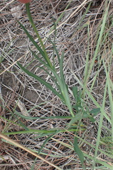 Senecio othonniflorus