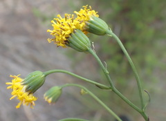 Senecio othonniflorus