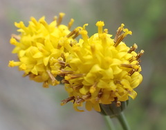 Senecio othonniflorus