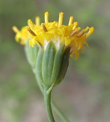 Senecio othonniflorus