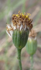 Senecio othonniflorus