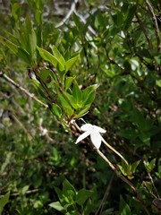 Bouvardia longiflora