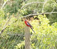 Platycercus elegans elegans