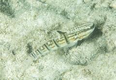Amblygobius phalaena