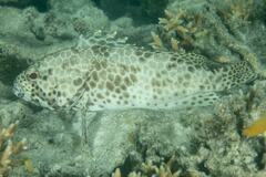 Epinephelus quoyanus