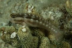 Ecsenius mandibularis