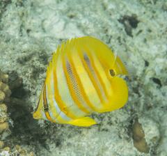 Chaetodon rainfordi