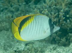 Chaetodon lineolatus