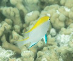 Neoglyphidodon melas