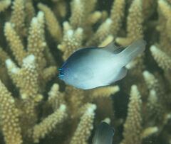 Chrysiptera rollandi