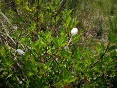 Bouvardia longiflora