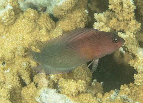 Queensland dottyback (Ogilbyina queenslandiae) — Pseudochromidae — 2