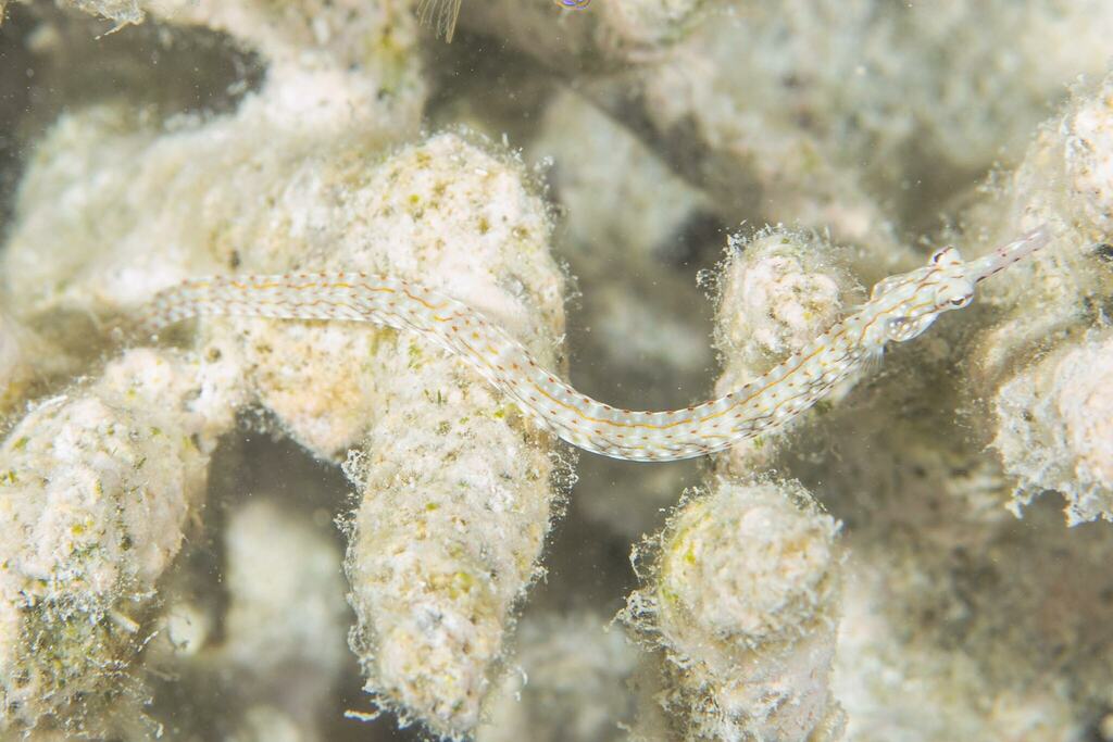 Paxton's Pipefish