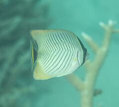 Chaetodon trifascialis