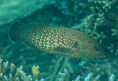 Cephalopholis cyanostigma