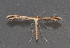 Pterophorus monodactylus
