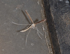 Pterophorus monodactylus
