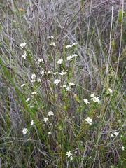 Cryptandra ericoides