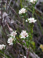Cryptandra ericoides