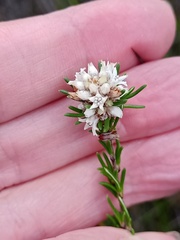 Cryptandra ericoides