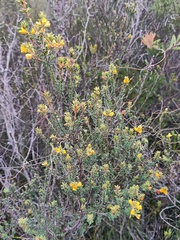 Pultenaea tuberculata