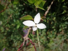 Bouvardia longiflora