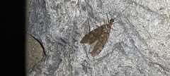 Archichauliodes diversus