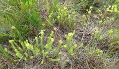 Crassula ericoides ericoides