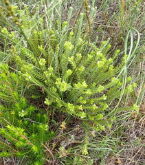 Crassula ericoides ericoides