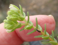 Crassula ericoides ericoides