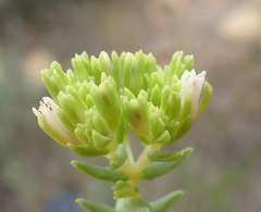 Crassula ericoides ericoides