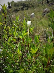 Bouvardia longiflora