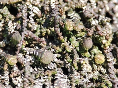 Frullania dilatata