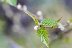 Rubus corchorifolius
