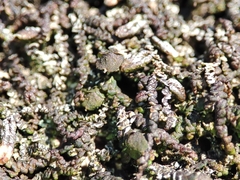 Frullania dilatata