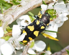 Castiarina octospilota