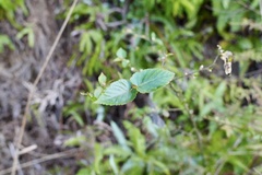 Rubus corchorifolius