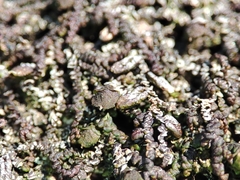 Frullania dilatata