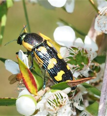 Castiarina octospilota