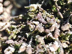 Frullania dilatata