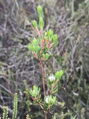 Darwinia leptantha