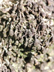 Frullania dilatata