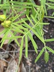 Senna aciphylla