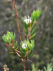 Darwinia leptantha