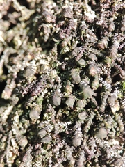 Frullania dilatata