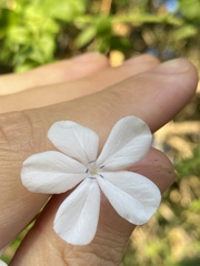 Plumbago zeylanica