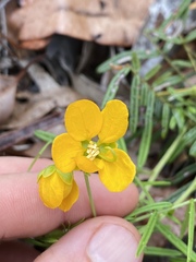 Senna aciphylla