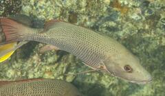 Lutjanus argentimaculatus