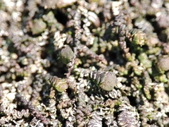 Frullania dilatata
